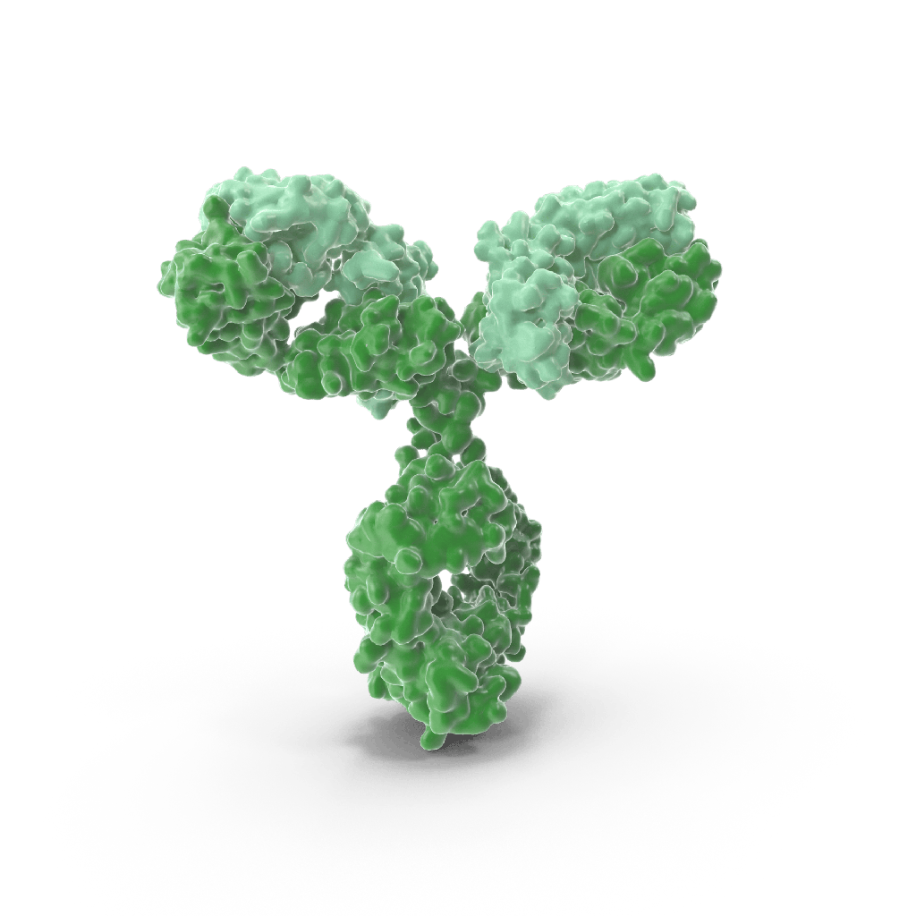 Anti-XPNPEP2/mAPP Rabbit Polyclonal Antibody - 100 μL